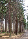 Holzfeuchte - Messger�te f�r Waldholz, Schnittholz, Bauholz ...