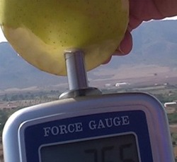 Penetrometer bei der Ermittlung der Festigkeit von einem Apfel mit der gr�ssten Eindringsspitze (11 mm).
